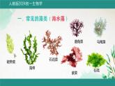 初中  生物  人教版（2024）  七年级上册第一节 藻类、 苔藓和蕨类 课件