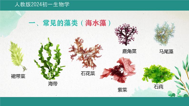 初中  生物  人教版（2024）  七年级上册第一节 藻类、 苔藓和蕨类 课件第5页