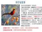 初中  生物  人教版（2024）  七年级上册第一节 藻类、 苔藓和蕨类 课件