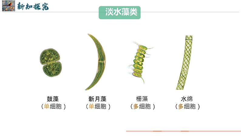 初中  生物  人教版（2024）  七年级上册第一节 藻类、 苔藓和蕨类 课件第8页