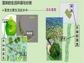 初中  生物  人教版（2024）  七年级上册第一节 藻类、 苔藓和蕨类 课件