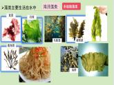 初中  生物  人教版（2024）  七年级上册第一节 藻类、 苔藓和蕨类 课件