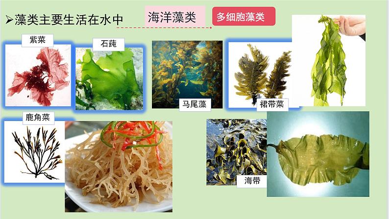 初中  生物  人教版（2024）  七年级上册第一节 藻类、 苔藓和蕨类 课件第3页