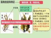 初中  生物  人教版（2024）  七年级上册第一节 藻类、 苔藓和蕨类 课件