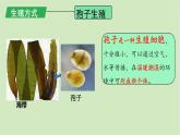 初中  生物  人教版（2024）  七年级上册第一节 藻类、 苔藓和蕨类 课件