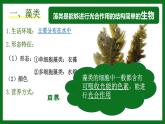 初中  生物  人教版（2024）  七年级上册第一节 藻类、 苔藓和蕨类 课件