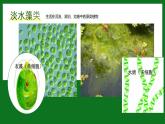 初中  生物  人教版（2024）  七年级上册第一节 藻类、 苔藓和蕨类 课件