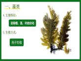 初中  生物  人教版（2024）  七年级上册第一节 藻类、 苔藓和蕨类 课件