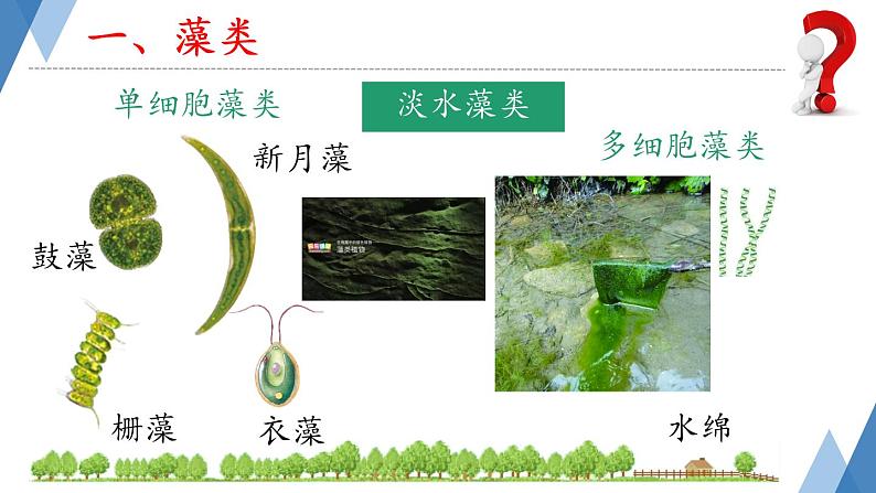 初中  生物  人教版（2024）  七年级上册第一节 藻类、 苔藓和蕨类 课件第5页