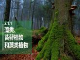 初中  生物  人教版（2024）  七年级上册第一节 藻类、 苔藓和蕨类 课件