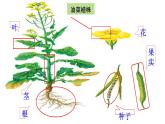 初中  生物  人教版（2024）  七年级上册第一节 藻类、 苔藓和蕨类 课件