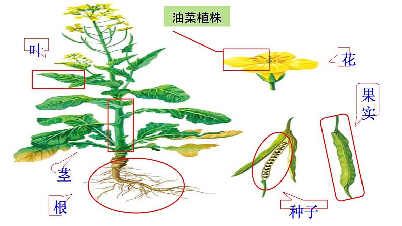 初中  生物  人教版（2024）  七年级上册第一节 藻类、 苔藓和蕨类 课件第3页