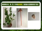 初中  生物  人教版（2024）  七年级上册第一节 藻类、 苔藓和蕨类 课件