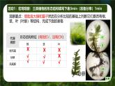 初中  生物  人教版（2024）  七年级上册第一节 藻类、 苔藓和蕨类 课件