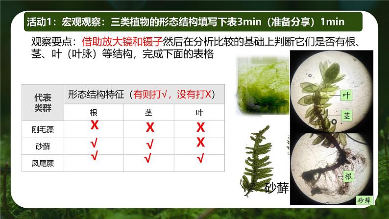 初中  生物  人教版（2024）  七年级上册第一节 藻类、 苔藓和蕨类 课件第5页