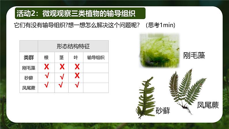 初中  生物  人教版（2024）  七年级上册第一节 藻类、 苔藓和蕨类 课件第6页