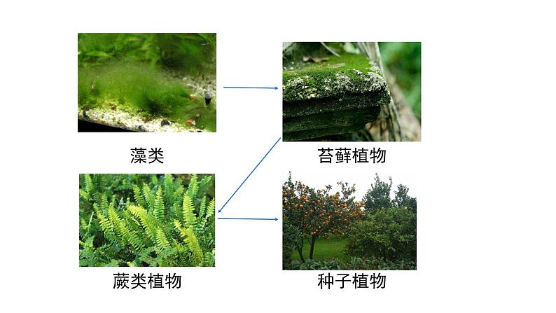 初中  生物  人教版（2024）  七年级上册第一节 藻类、 苔藓和蕨类 课件第2页