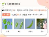 初中  生物  人教版（2024）  七年级上册第一节 藻类、 苔藓和蕨类 课件