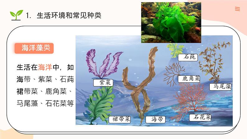 初中  生物  人教版（2024）  七年级上册第一节 藻类、 苔藓和蕨类 课件第6页