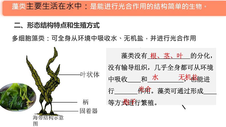 初中  生物  人教版（2024）  七年级上册第一节 藻类、 苔藓和蕨类 课件第7页