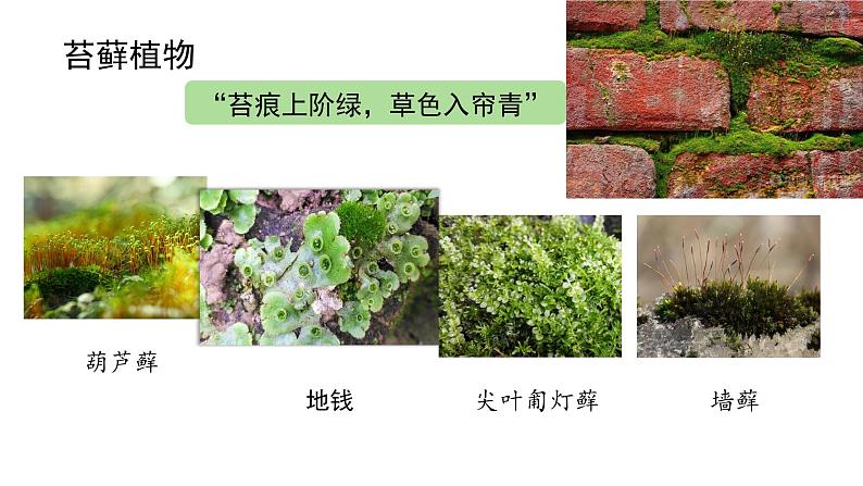 初中  生物  人教版（2024）  七年级上册第一节 藻类、 苔藓和蕨类 课件第8页