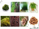 初中  生物  人教版（2024）  七年级上册第一节 藻类、 苔藓和蕨类 课件
