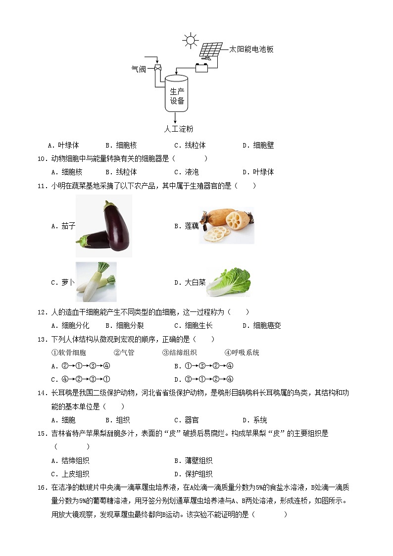 七年级生物期末模拟卷【测试范围：人教版2024上册全册】（考试版）-A4第3页