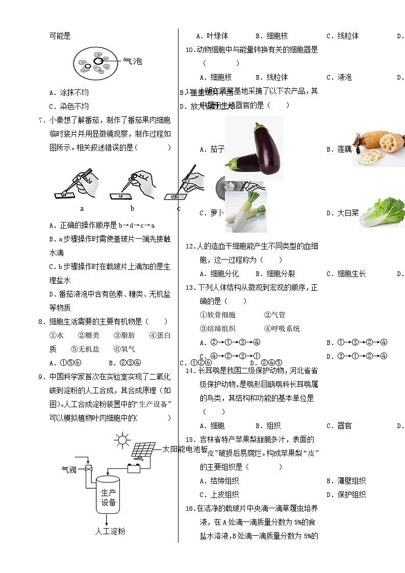 七年级生物期末模拟卷【测试范围：人教版2024上册全册】（考试版A3）-A4第2页