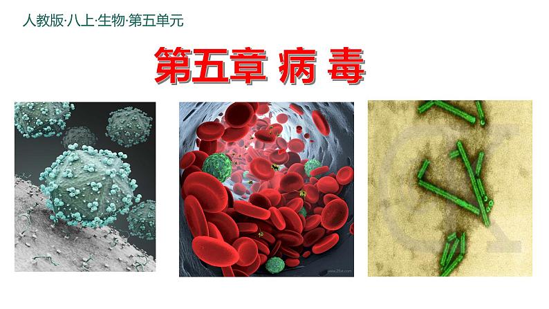 人教版生物八年级上册5.5《病毒》（课件）第1页