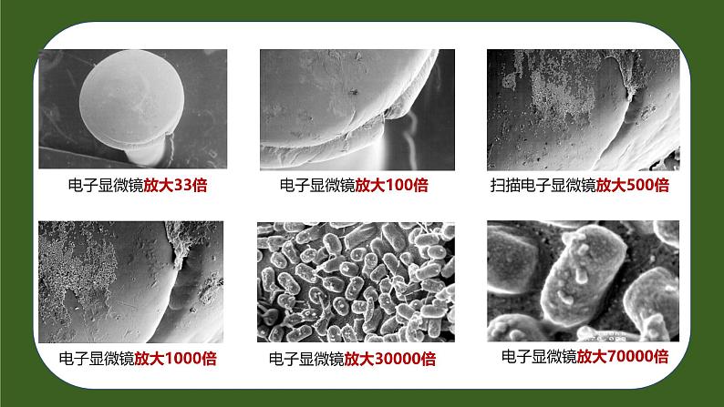 人教版生物七年级上册2.3.1《微生物的分布》（教学课件）第7页