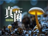 人教版生物七年级上册2.3.3《真菌》（课件）