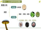 人教版生物七年级上册2.3.3《真菌》（课件）
