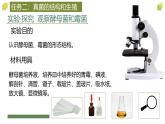人教版生物七年级上册2.3.3《真菌》（课件）
