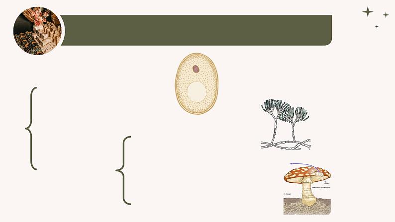 人教版生物七年级上册2.3.3《真菌》教学课件第6页