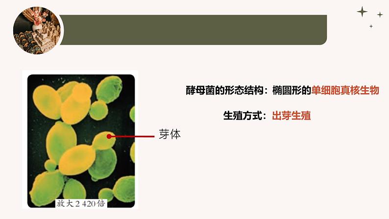 人教版生物七年级上册2.3.3《真菌》教学课件第8页