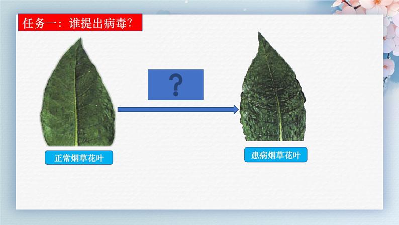 人教版生物七年级上册2.3.4《病毒》（教学课件）第5页