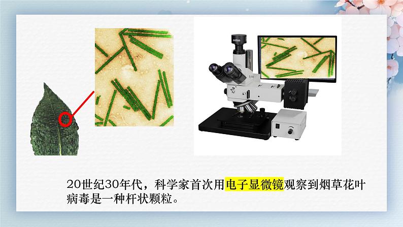 人教版生物七年级上册2.3.4《病毒》（教学课件）第7页