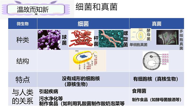 人教版生物七年级上册2.3.4《病毒》（课件）第2页