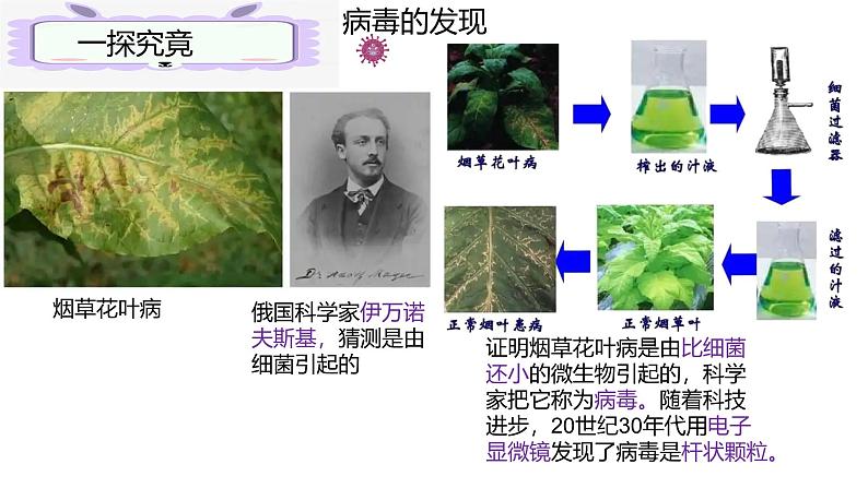 人教版生物七年级上册2.3.4《病毒》（课件）第5页