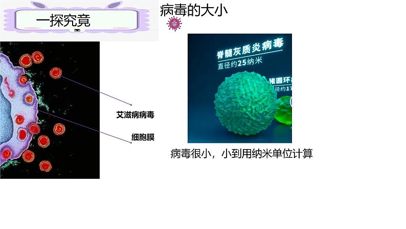 人教版生物七年级上册2.3.4《病毒》（课件）第6页