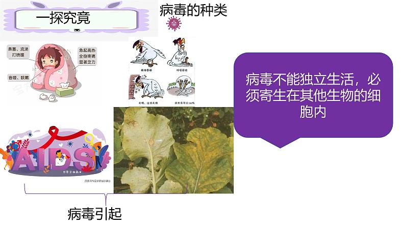 人教版生物七年级上册2.3.4《病毒》（课件）第7页