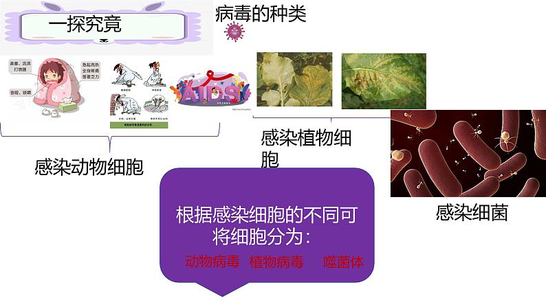 人教版生物七年级上册2.3.4《病毒》（课件）第8页