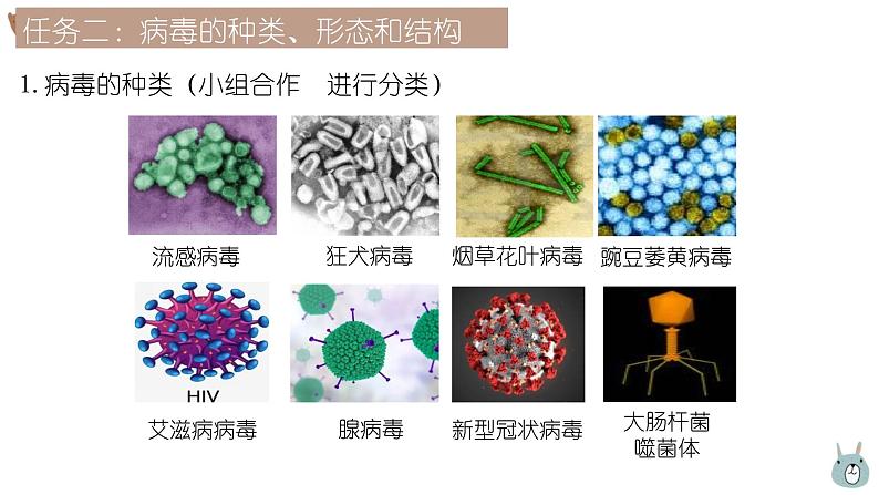 人教版生物七年级上册2.3.4《病毒》教学课件第7页