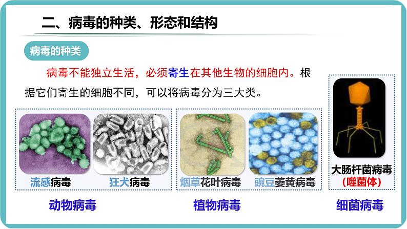 人教版生物七年级上册2.3.4《病毒》课件第7页