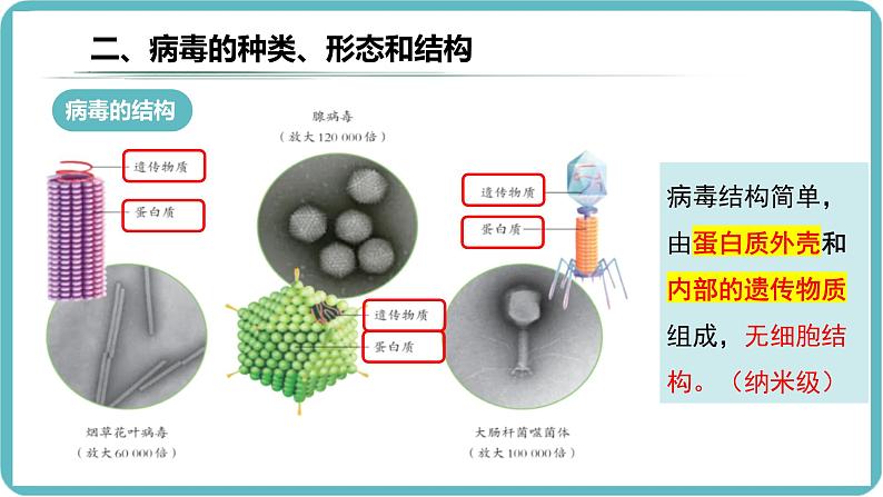 人教版生物七年级上册2.3.4《病毒》课件第8页