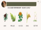 人教版生物七年级上册2.4.1《尝试对生物进行分类》（教学课件）