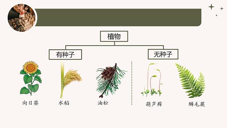 人教版生物七年级上册2.4.1《尝试对生物进行分类》（教学课件）第6页