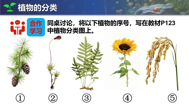 人教版生物七年级上册2.4.1《尝试对生物进行分类》（课件）第6页