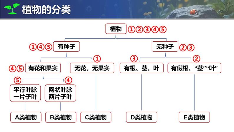 人教版生物七年级上册2.4.1《尝试对生物进行分类》（课件）第7页