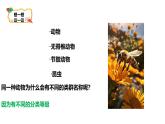 人教版生物七年级上册2.4.2《生物分类的方法——从种到界》课件